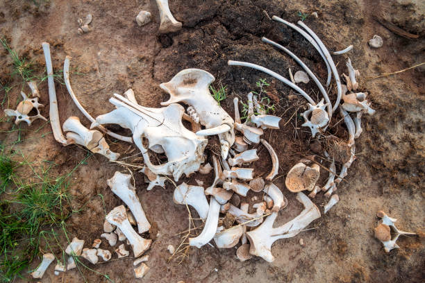istock Big animal bones in Tsavo National Park , Kenya 684082384
