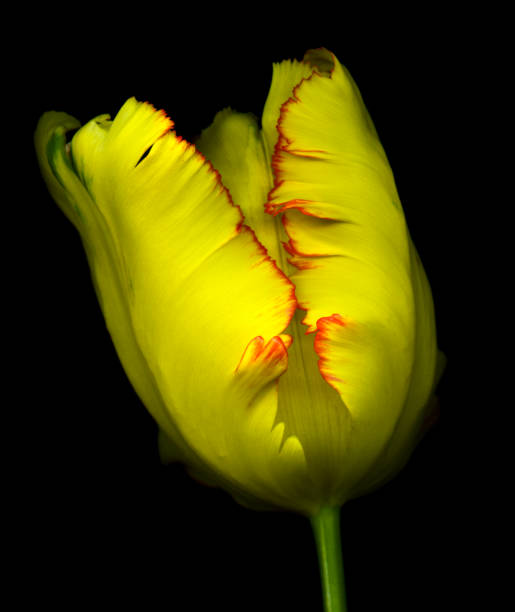 istock Yellow and Red Tulip isolated on black 684082604