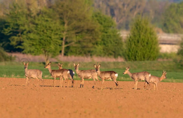 istock Herd of European roe deer (Capreolus capreolus) 684083066