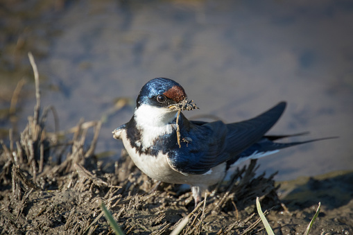 A horizontal composition of a swallow sitting on the grassy edge of a mud pool, collecting a beak full of mud to build its nest with.