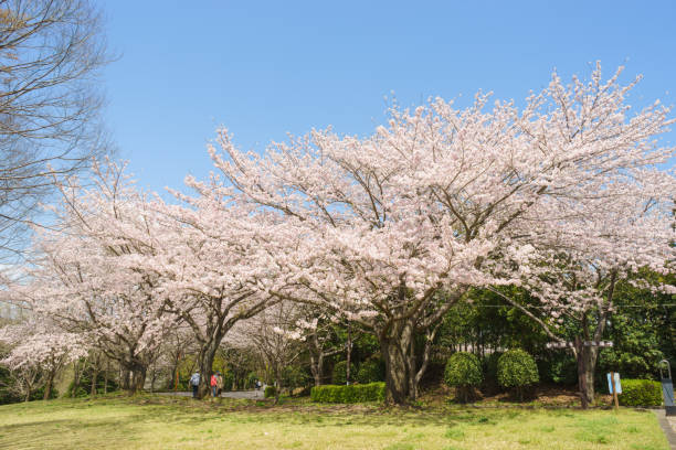 istock Cherry blossom trees in Ashitaka athletic park 684089096