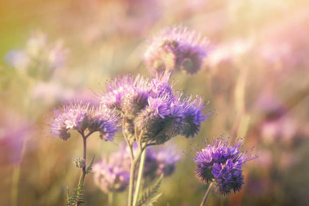 istock Beautiful flowering in spring - purple flower 684089548