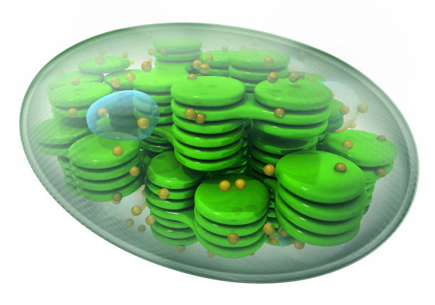 cloroplasto, organelli a cellule vegetali. - luce micrograph foto e immagini stock