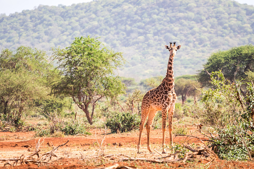 Beautiful giraffe on savanna, Tsavo West National Park, Kenya