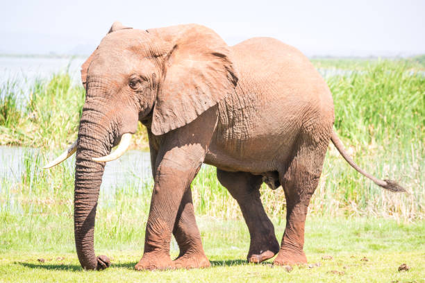 istock Huge elephant over Jipe Lake, Kenya 684092854