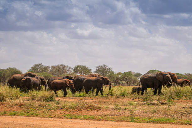 istock Elephants over Jipe Lake, Kenya 684092856