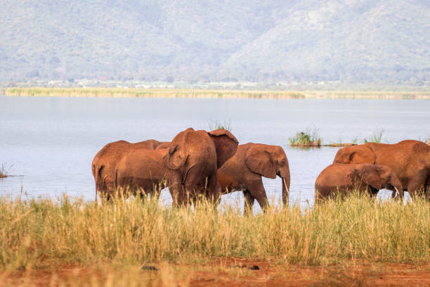 istock Elephants over Jipe Lake, Kenya 684092892