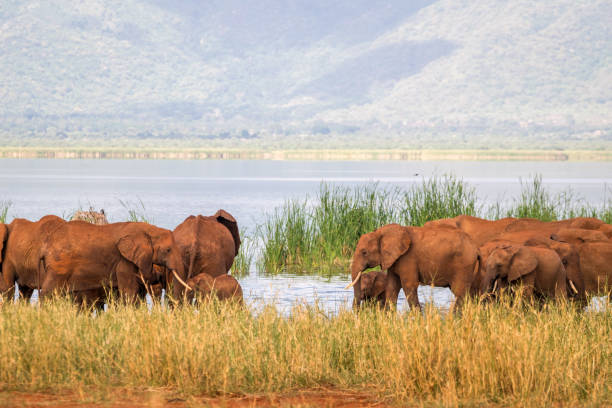 istock Elephants over Jipe Lake, Kenya 684092898