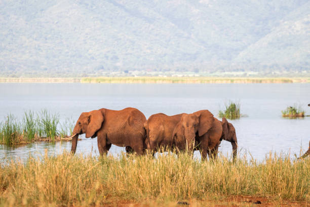 istock Elephants over Jipe Lake, Kenya 684092904