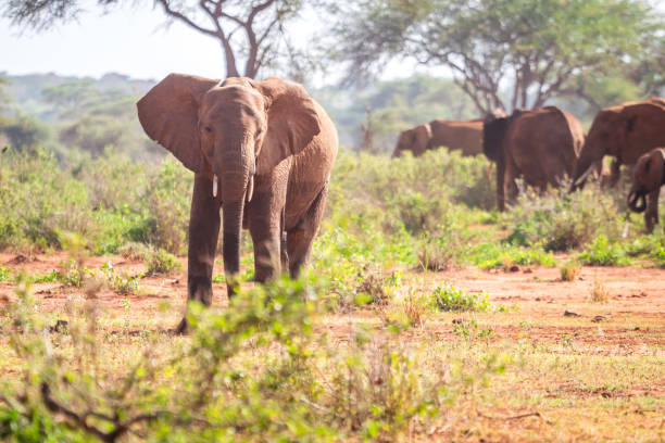 istock Elephants on savanna, Kenya 684093000