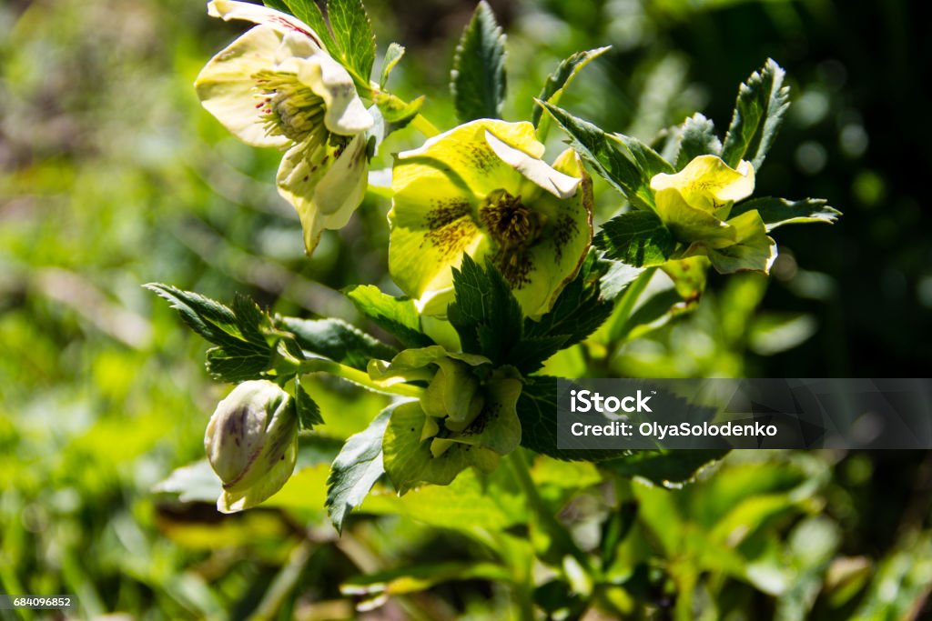 Green hellebore flower on flowerbed in garden Beauty Stock Photo