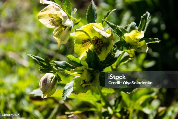 Green Hellebore Flower On Flowerbed In Garden Stock Photo - Download Image Now - Beauty, Blossom, Botany