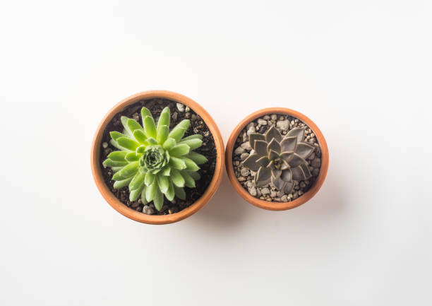 vista superior de dois bonito suculenta planta verde sobre fundo branco - flower pot potted plant cactus single flower - fotografias e filmes do acervo