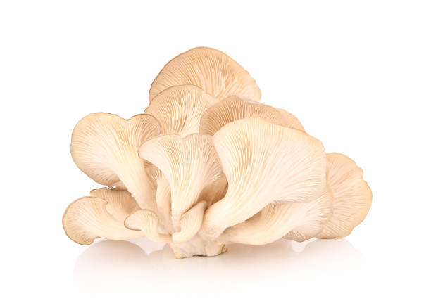 istock oyster mushroom on white background 684098940