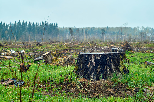 Rural landscape with stumps of felled trees