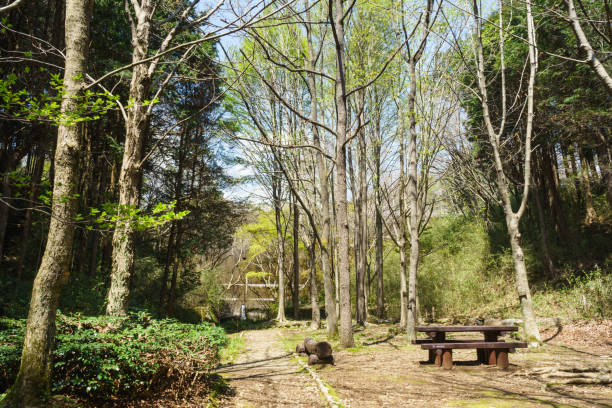 istock Seseragi no michi / Green area Promenade 684105850
