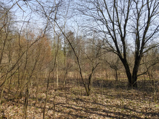 istock Swampy forest. Siberia 684108180