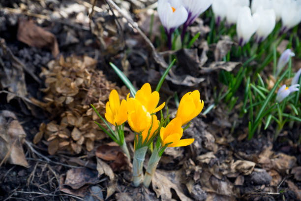 istock Beautiful crocuses in garden 684108696