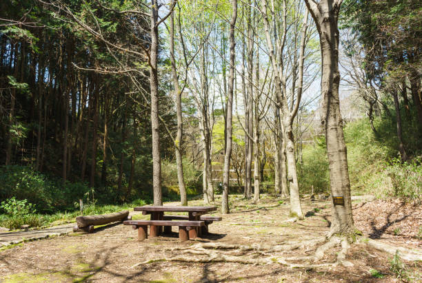 istock Seseragi no michi / Green area Promenade 684109178