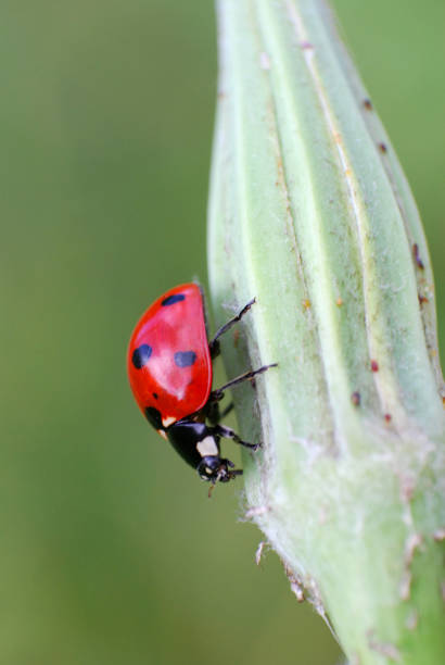 istock Ladybird sitting on grass in the meadow. 684111646