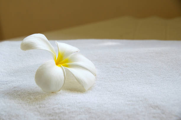 istock Close up White Frangipani flowers on white towel 684112584