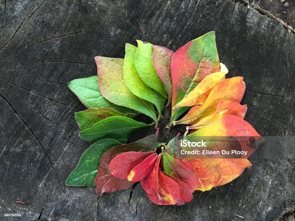 Cerchio di foglie autunnali - Foto stock royalty-free di Autunno