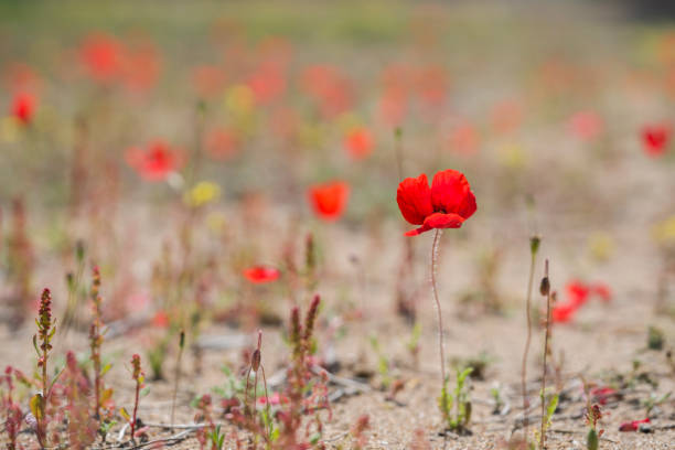 Tulips in a wild field. Red flowers on the sand