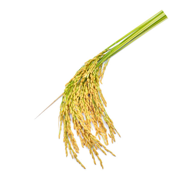 istock green paddy rice isolated on white background 684117332