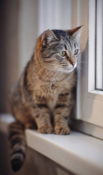 istock Striped cat with green eyes sits on a window sill. 684117342