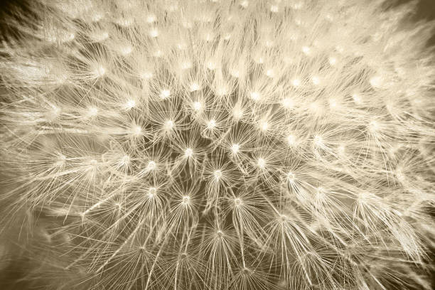 Macro shot of dandelion seedshttp://195.154.178.81/DATA/i_collage/pu/shoots/805418.jpg