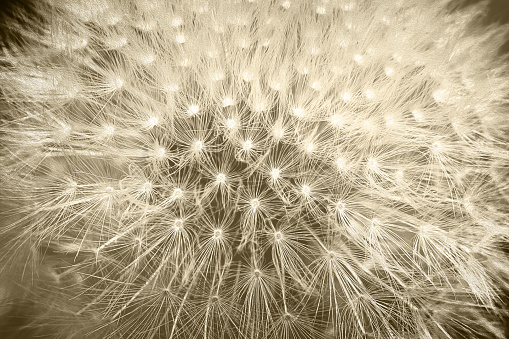 Tender soft colors retro styled dandelion flower macro background