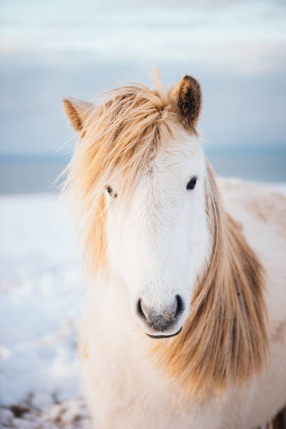 adorable caballo islandés blanco peludo en el campo al atardecer de invierno - horse iceland winter snow fotografías e imágenes de stock