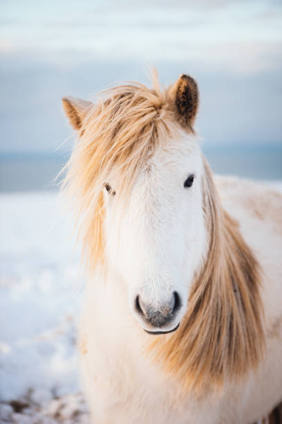 adorável cavalo branco peludo islandês no campo do sol de inverno - horse iceland winter snow - fotografias e filmes do acervo