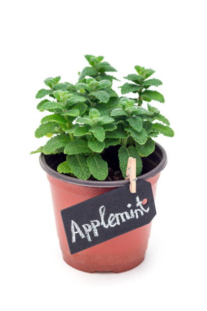 istock Fresh mint plant growing in a pot with chalk board, apple mint, isolated on white background 684129370