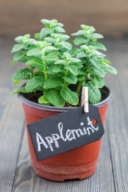 istock Fresh mint plant growing in a pot on wooden table, apple mint, vertical 684129374
