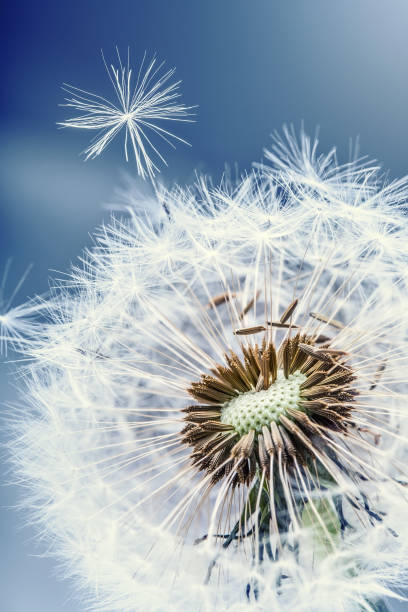 istock Dandelion. Dandelion fluff. Dandelion tranquil abstract closeup art background 684129610