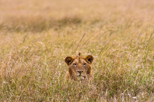 istock Young lion in the thick grass. Masai Mara, Kenya 684129928