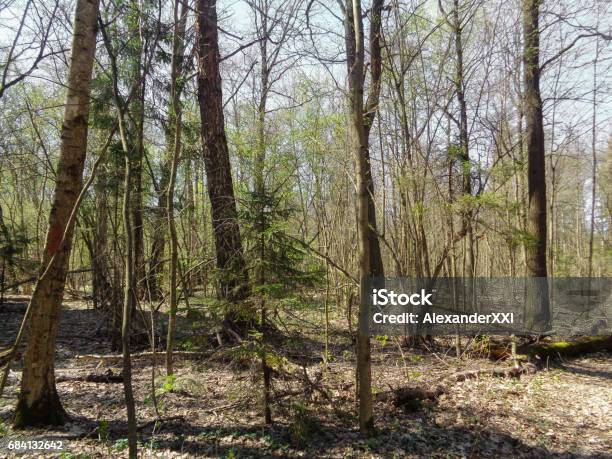 Tall Och Skog I Moskva Oblast Under Våren Flora Och Vilda Naturen Av Ryssland-foton och fler bilder på Dag