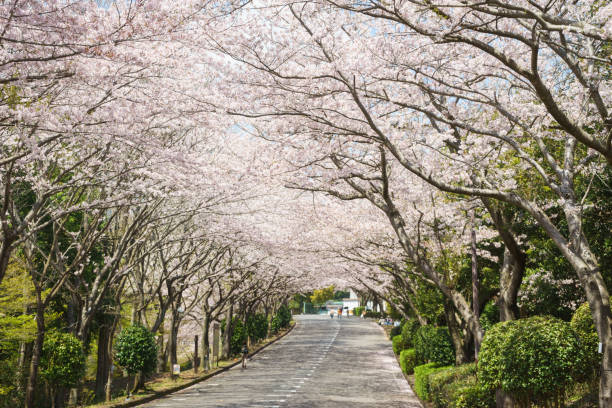 istock Cherry blossom trees in Ashitaka athletic park 684133868