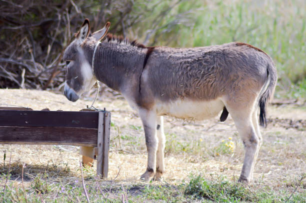 istock A donkey in front of his trough 684143100