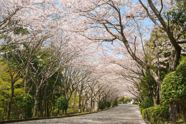 istock Cherry blossom trees in Ashitaka athletic park 684143518