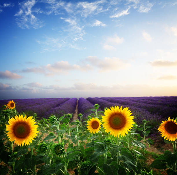 istock Sunflower and Lavender field 684144318