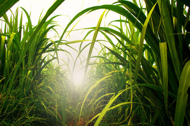 青い空に白い太陽光線のサトウキビ畑 - sugar cane ストックフォトと画像