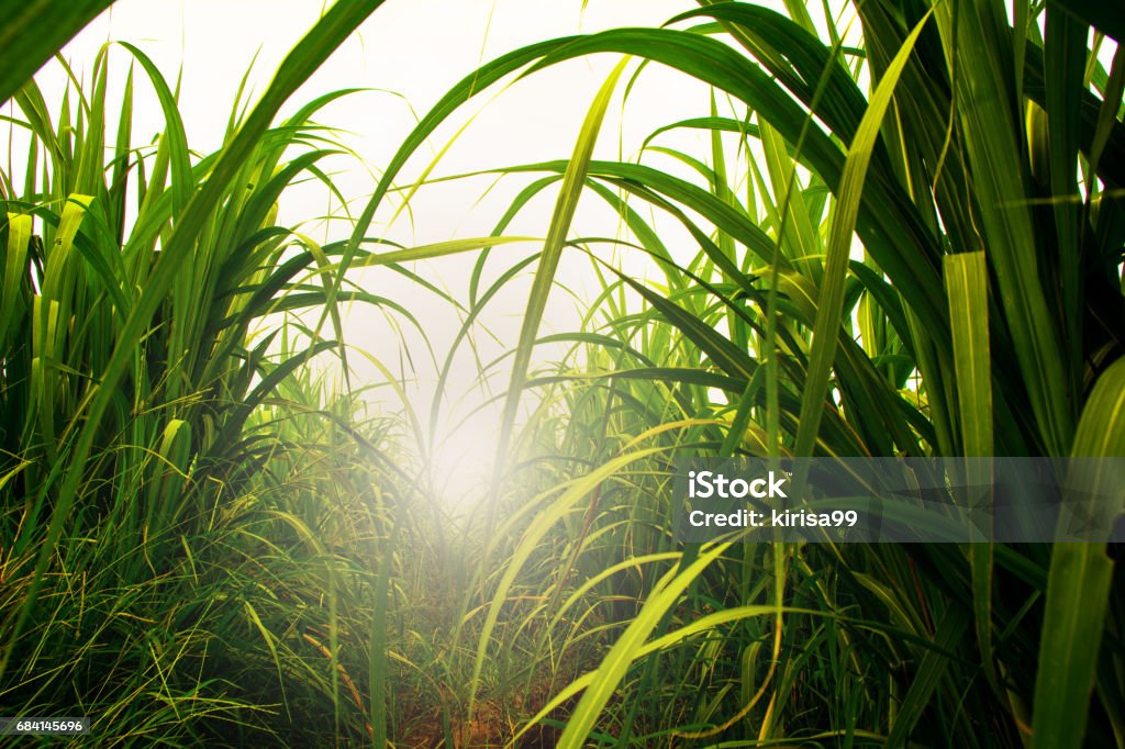 Sugarcane field in blue sky with white sun ray Sugar Cane Stock Photo