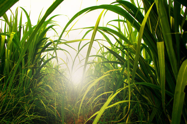 Sugarcane field in blue sky with white sun ray stock photo
