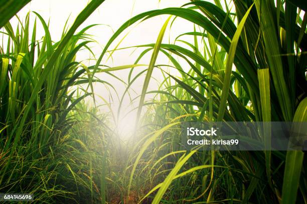 Sugarcane Field In Blue Sky With White Sun Ray Stock Photo - Download Image Now - Sugar Cane, Agricultural Field, Reed - Grass Family