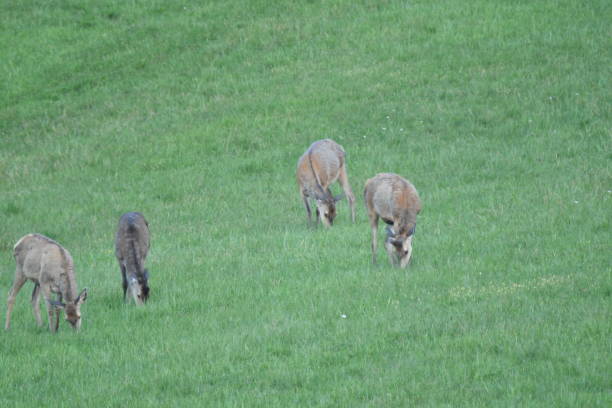 istock herd of deer grazing 684148268