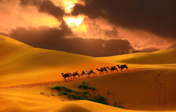 caravana en el desierto - gobi desert fotografías e imágenes de stock