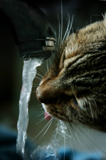 istock Cat drinking water from the tap 684156642