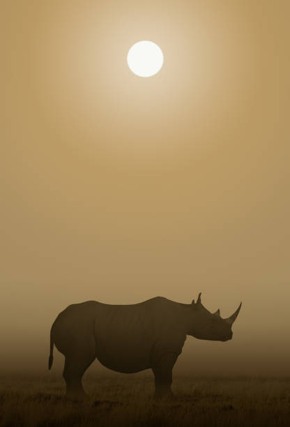 istock African Rhino Sawanna 684156774